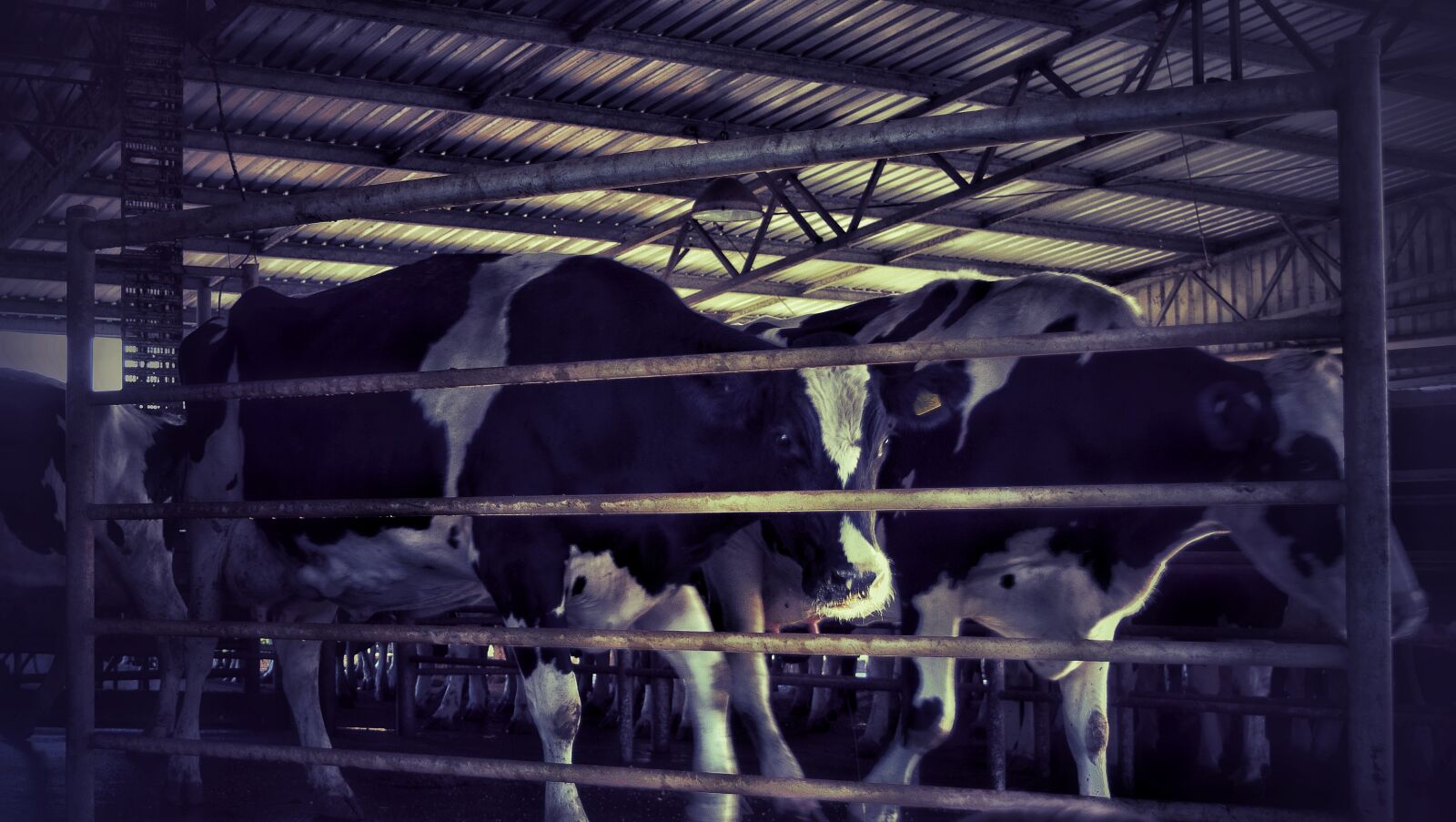 Nikon D3300 sample photo. Dairy, cow, ruminant photography