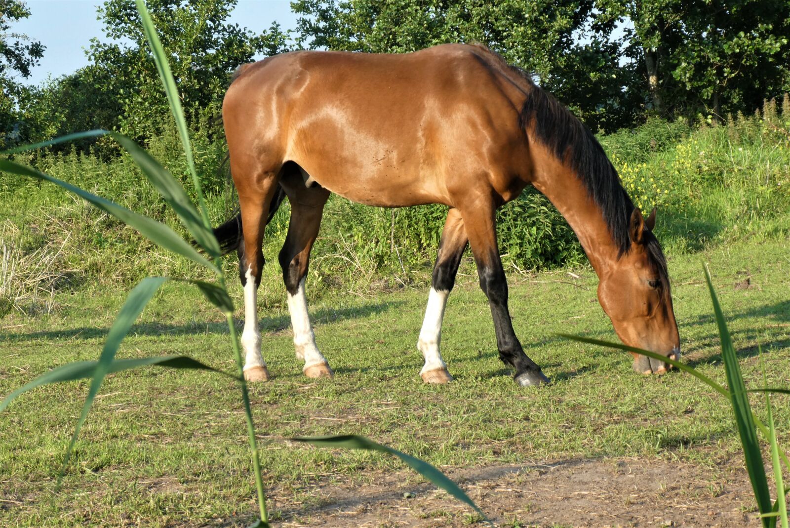 Panasonic Lumix DC-ZS70 (Lumix DC-TZ90) sample photo. Horse, pasture, landscape photography