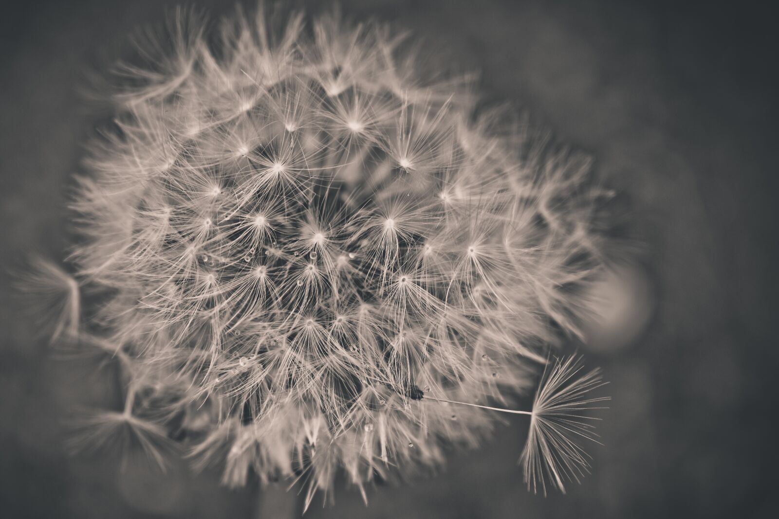 Nikon D3300 sample photo. Flowers, dandelion, nature photography