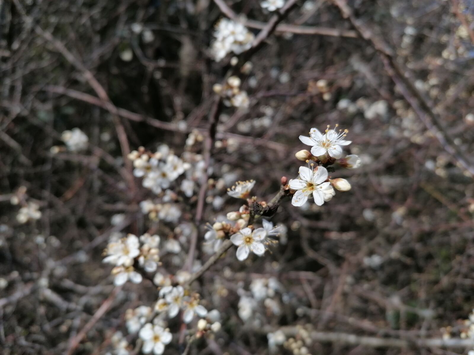 HUAWEI P30 LITE sample photo. Blossom, nature, spring photography
