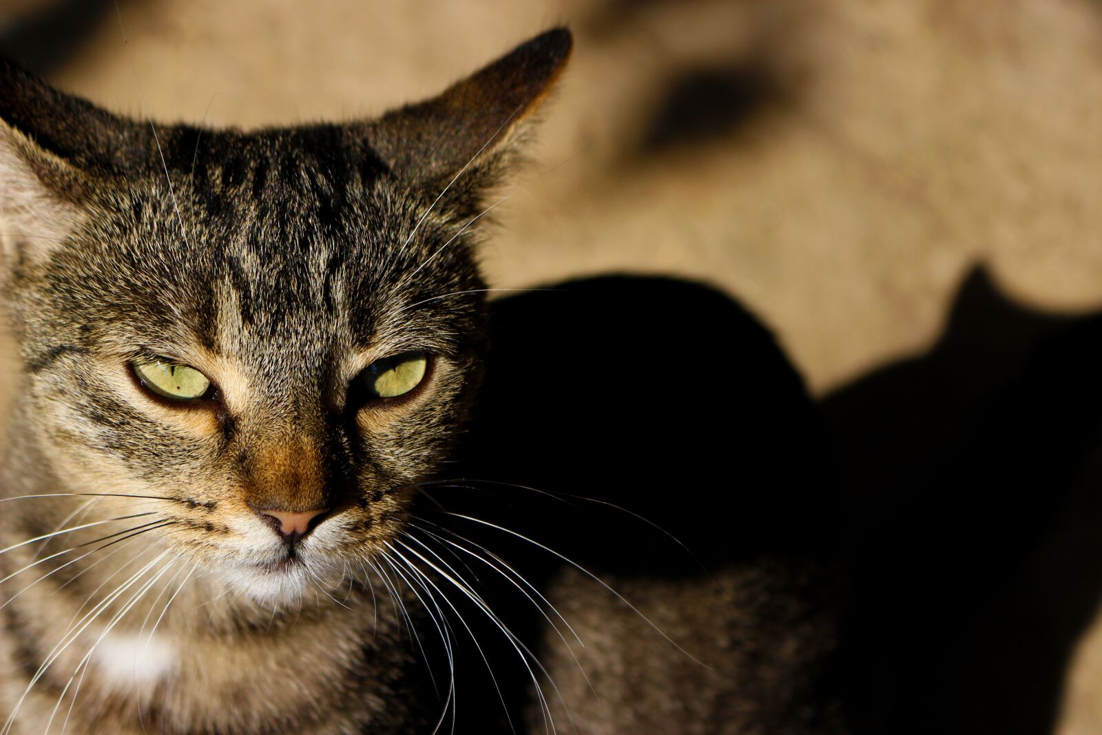 Canon EOS 100D (EOS Rebel SL1 / EOS Kiss X7) sample photo. Cat, about, eye photography