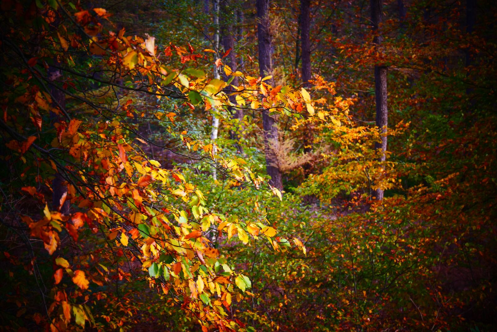 Panasonic Lumix DMC-G85 (Lumix DMC-G80) sample photo. Autumn, autumn leaf, sheet photography