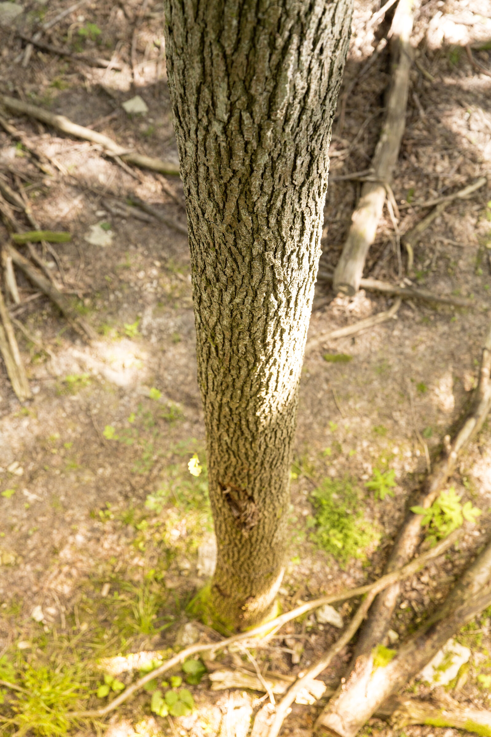 Canon EF 24-70mm F2.8L II USM sample photo