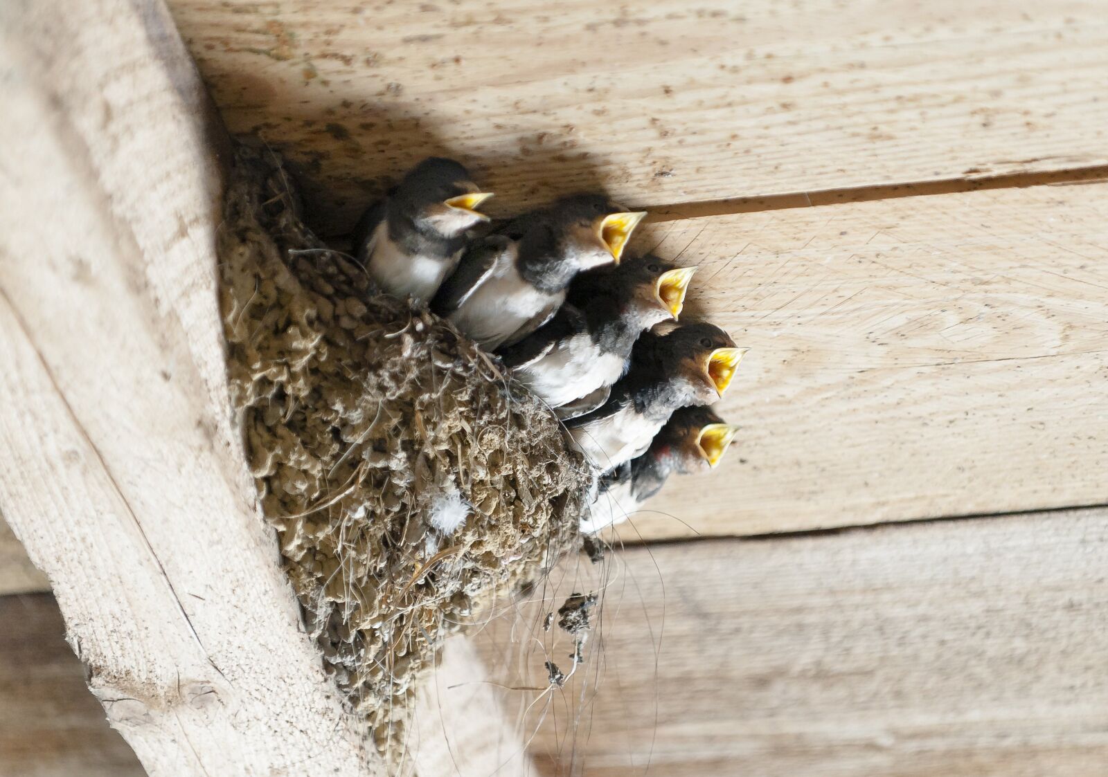 Nikon D700 sample photo. Swallows, bird's nest, animal photography
