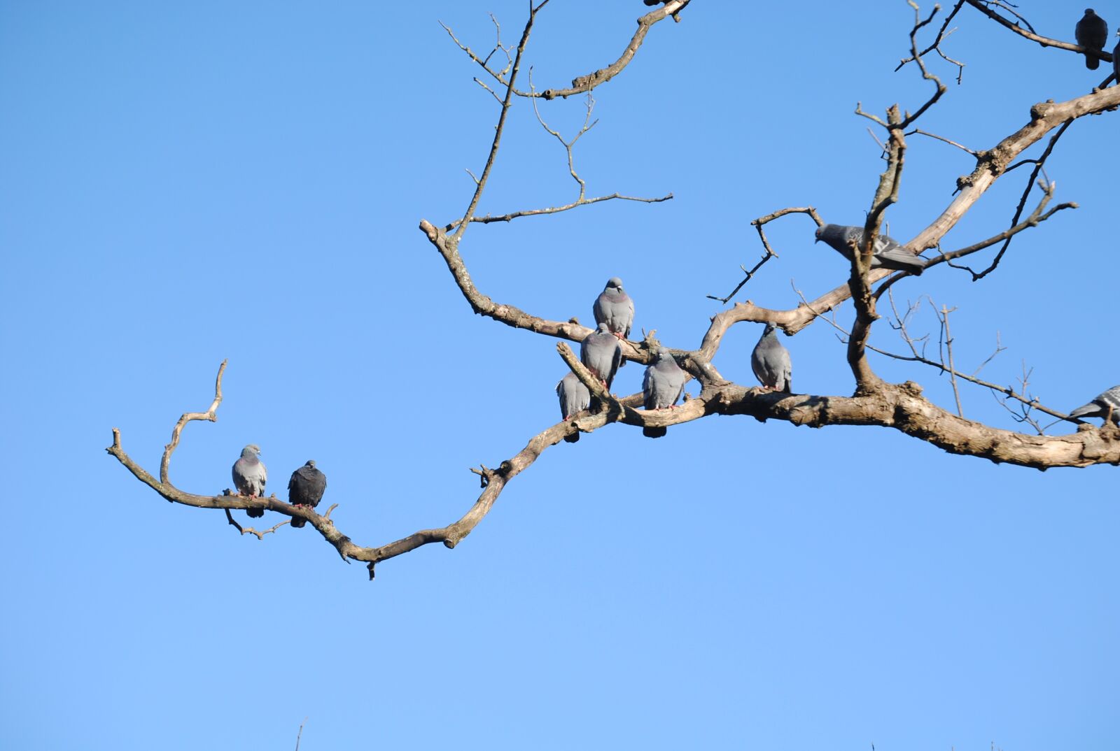 Nikon D3000 sample photo. Landscape, cristina enea, tree photography