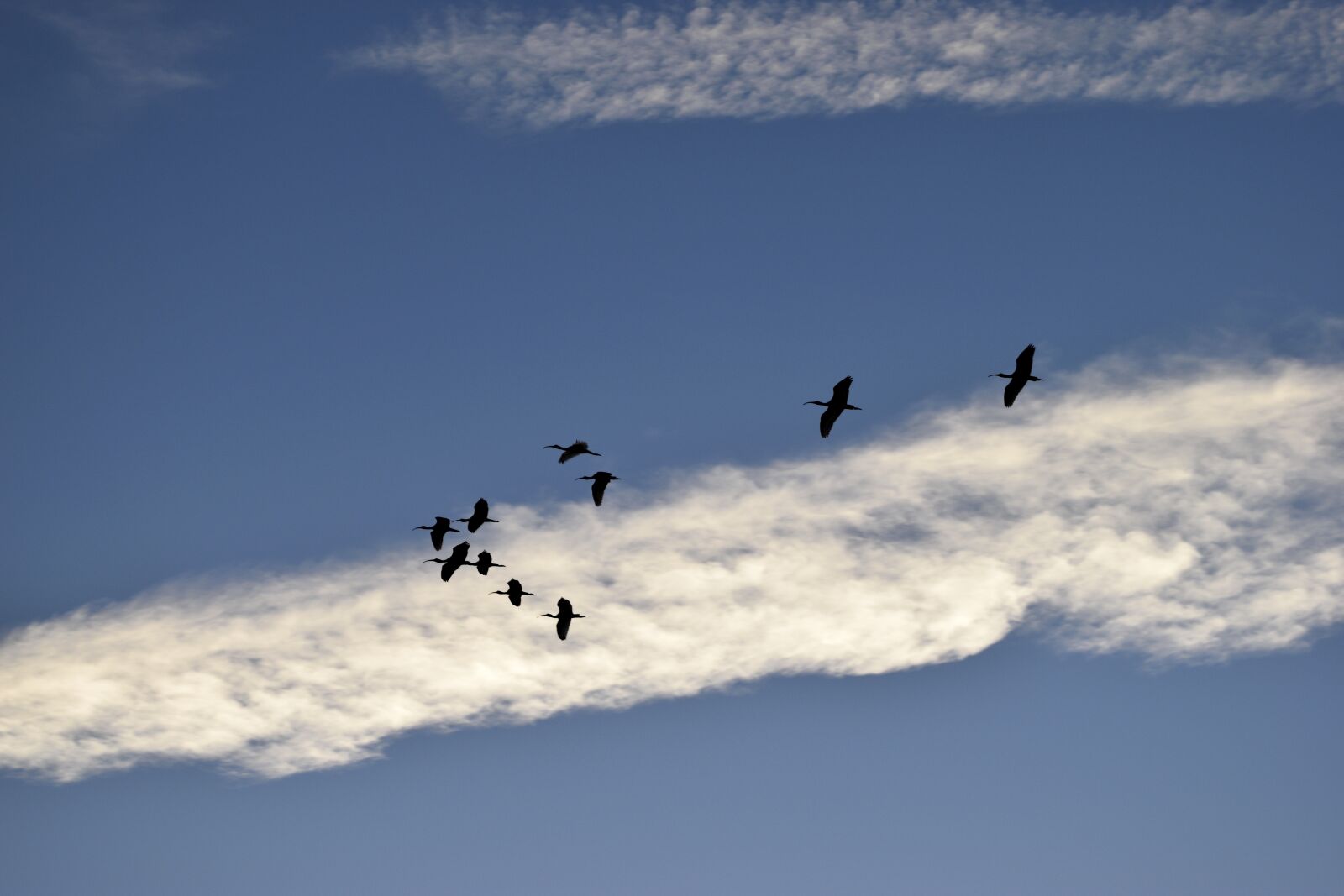 Nikon D3300 sample photo. Herons, birds, egrets photography