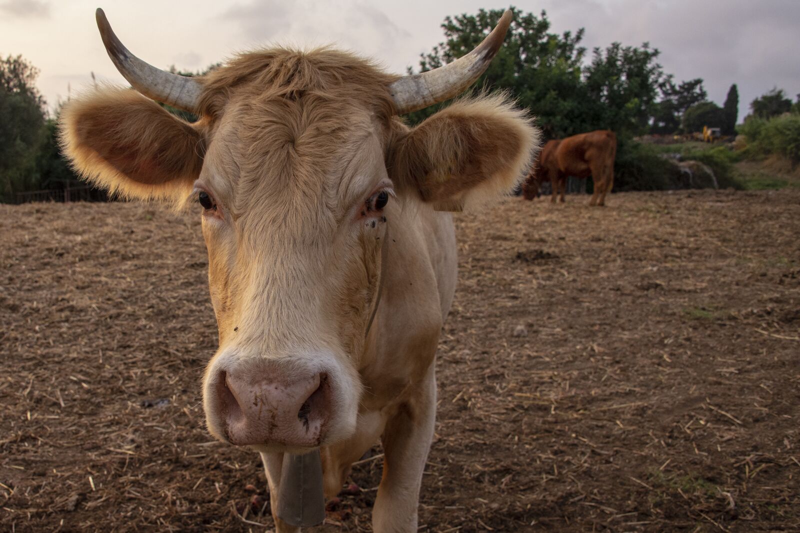 Nikon D600 sample photo. Cow, animal, nature photography