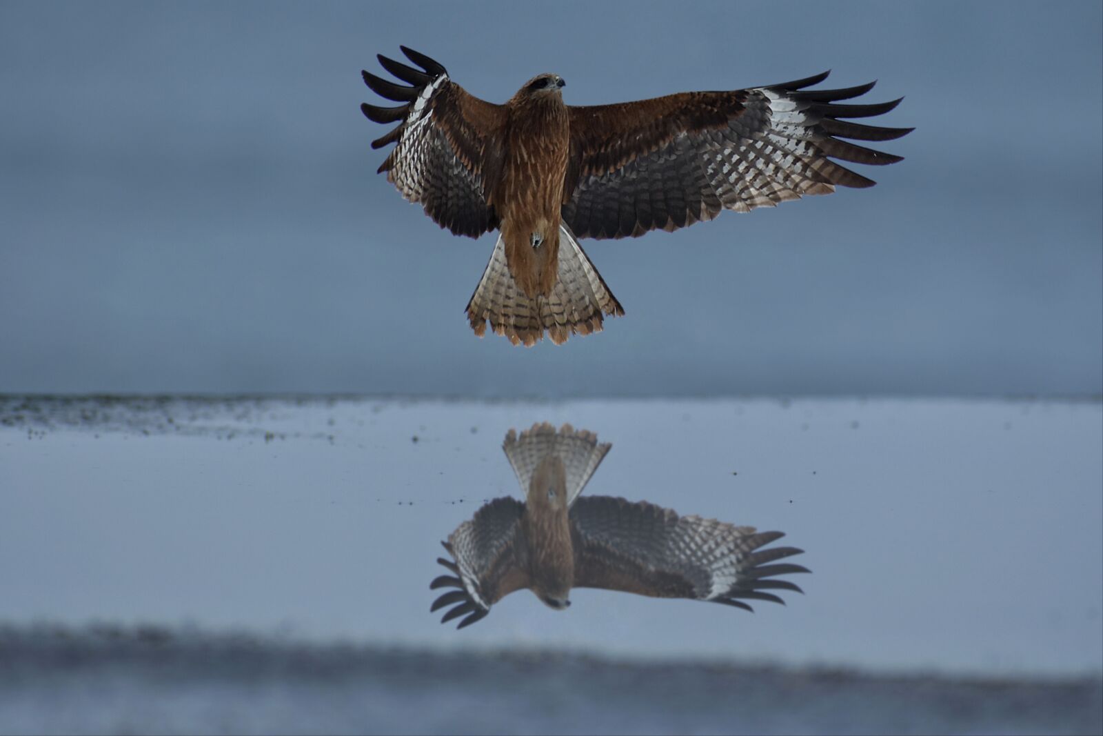 Nikon D7200 sample photo. Animal, sea, bird photography