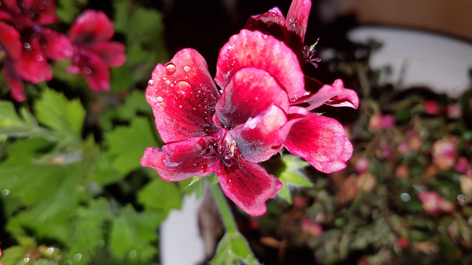 Samsung Galaxy S7 sample photo. A red flower, flower photography
