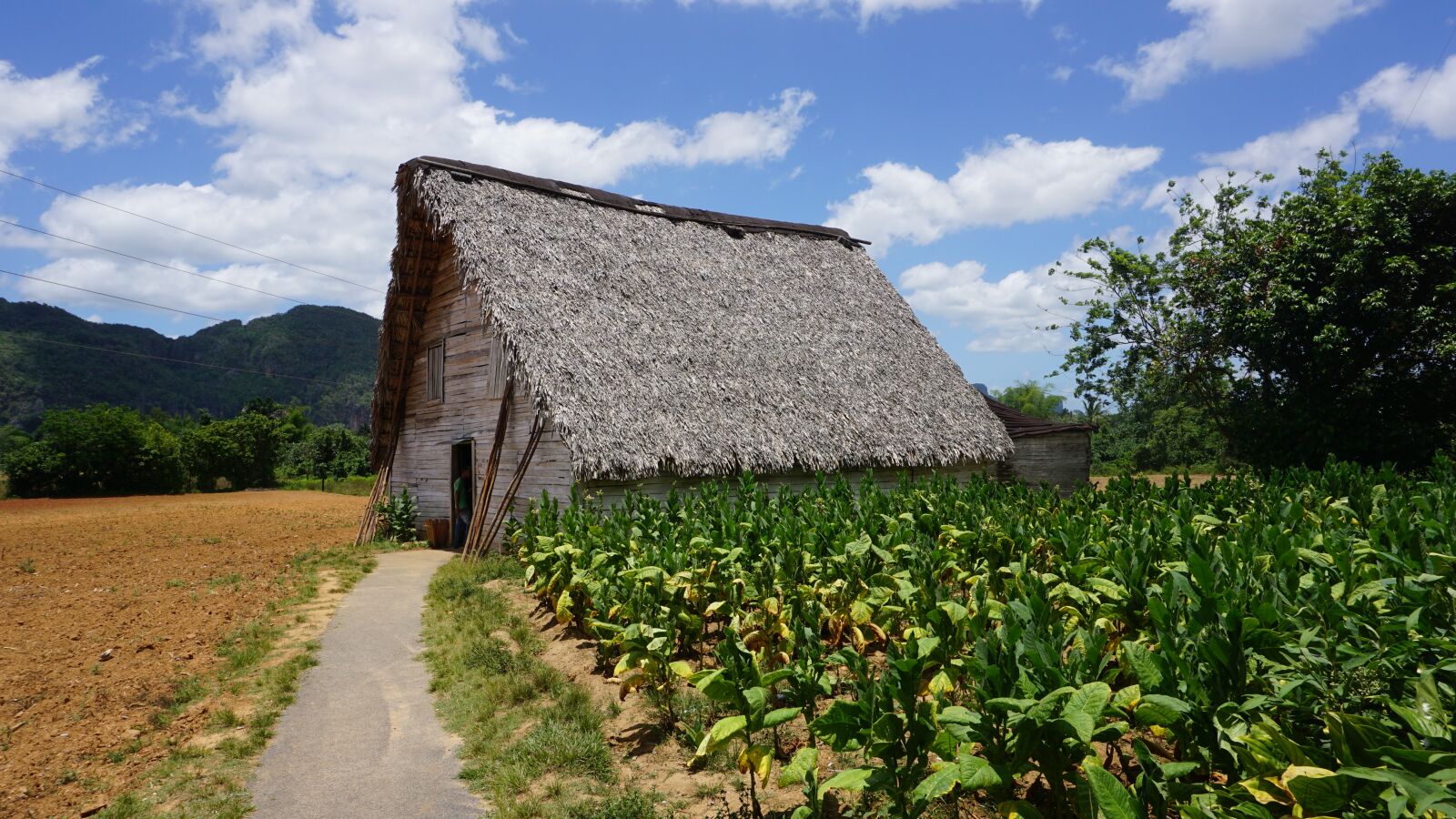 Sony a6000 sample photo. Cuba, vinales, plantation photography