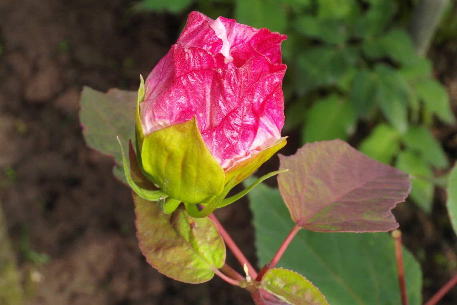 Samsung WB750 sample photo. Hibiscus, bud, garden photography