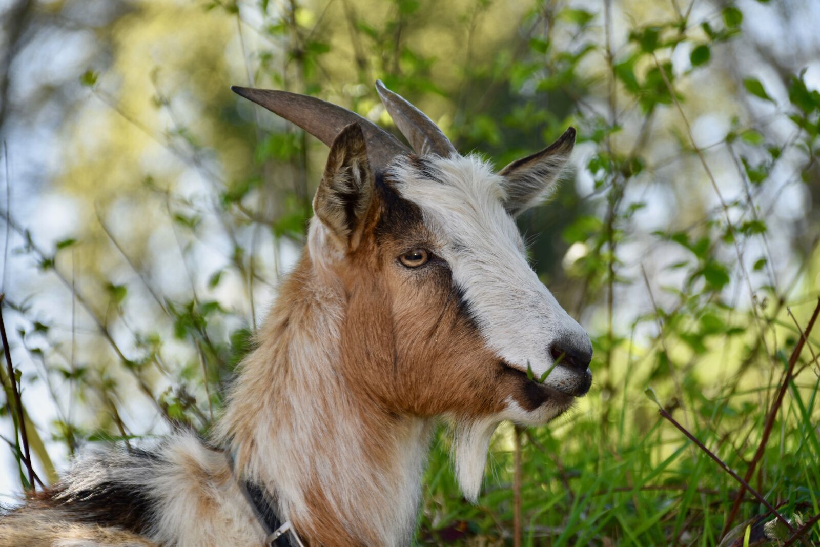 Nikon D5600 sample photo. Goat, goat horns, ruminants photography