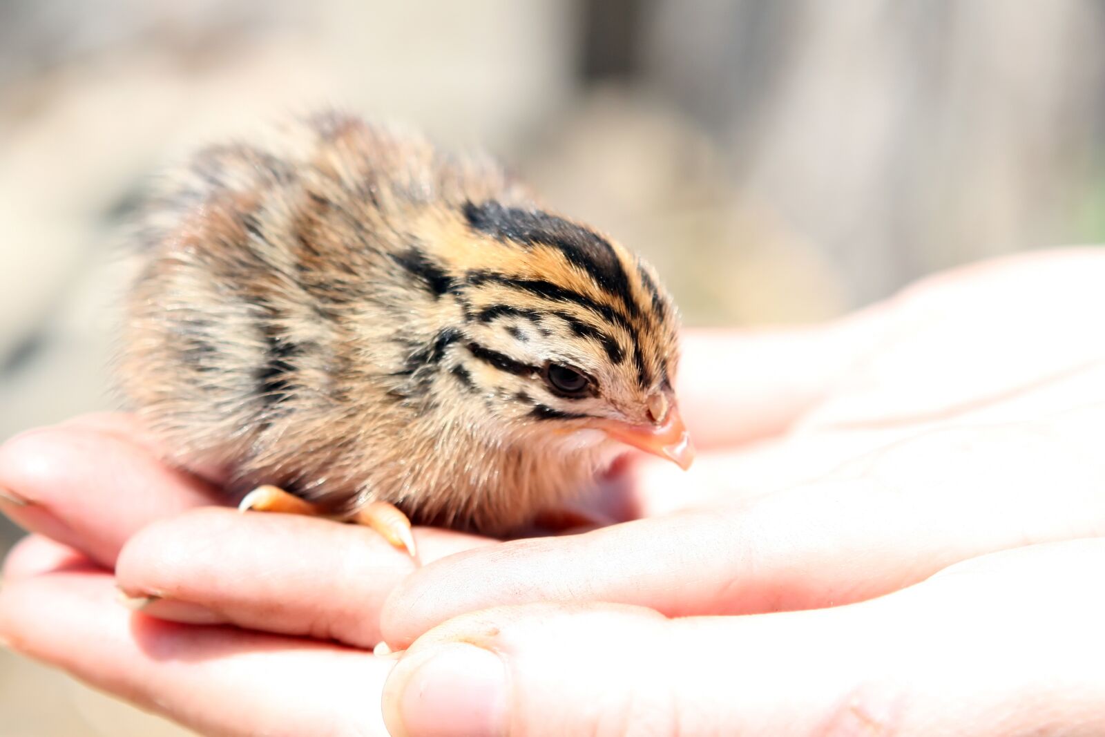 Canon EOS 30D sample photo. Animal, attractive, baby photography