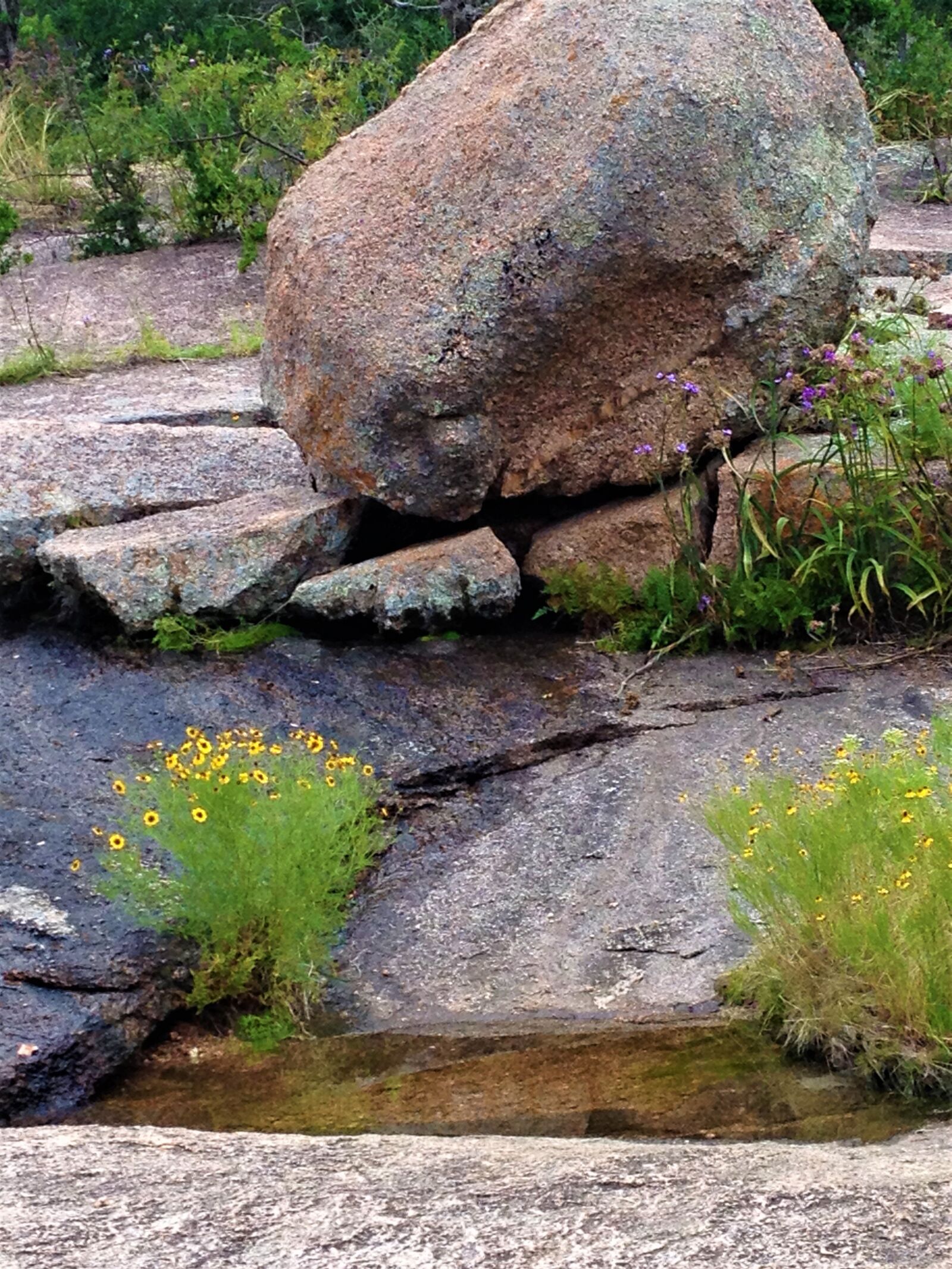 Apple iPhone 4S sample photo. Enchanted rock, wild flowers photography