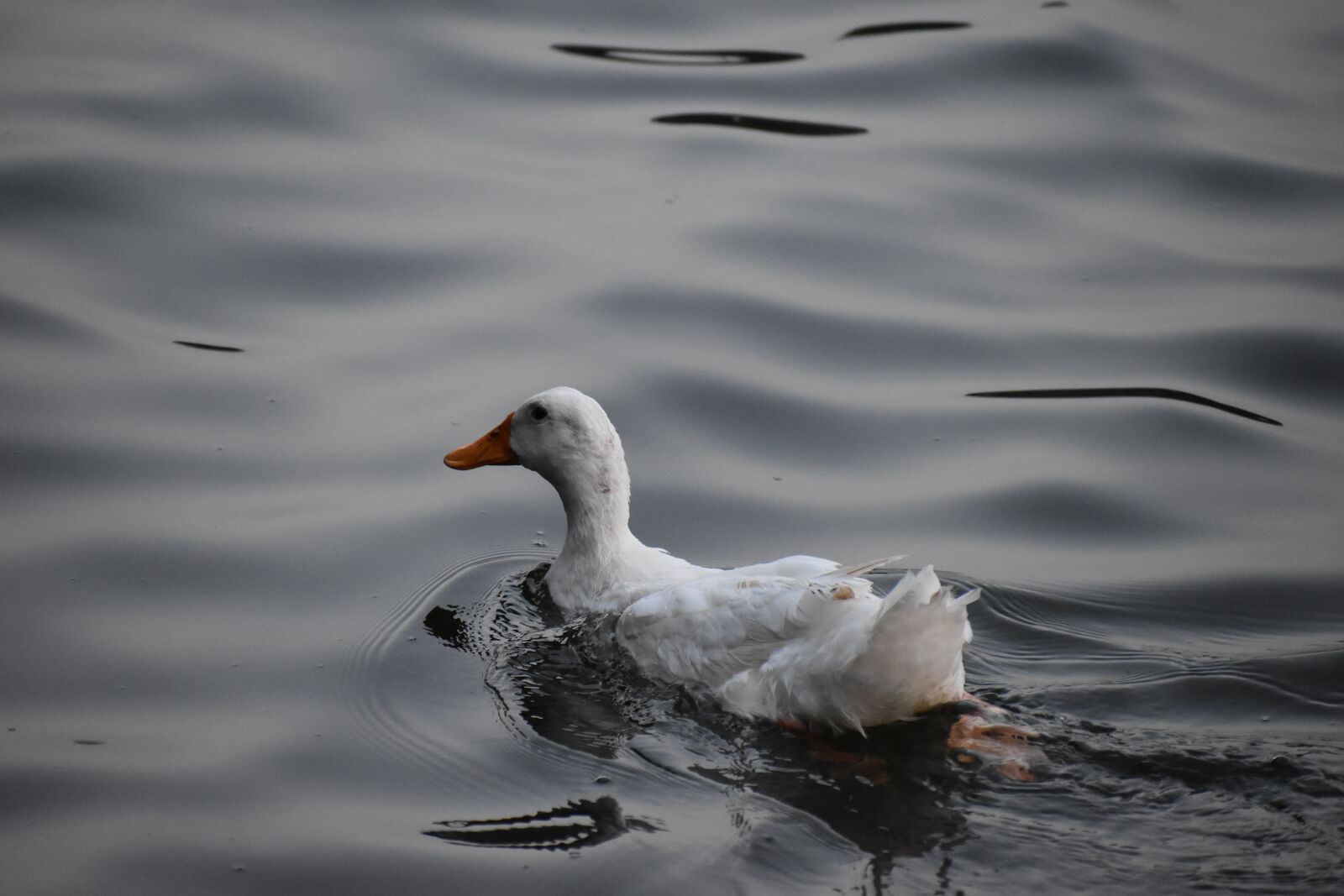 Nikon D5600 sample photo. Water, bird, duck photography