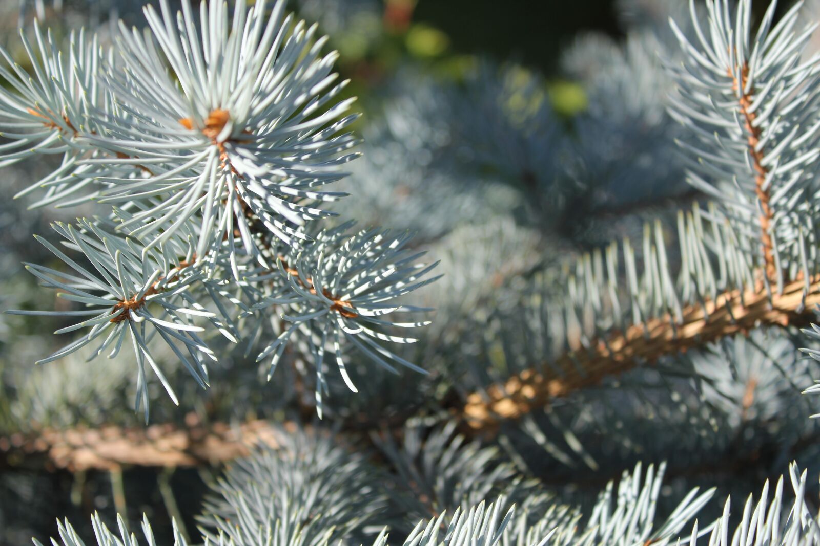 Canon EOS 550D (EOS Rebel T2i / EOS Kiss X4) sample photo. Spruce, pine, blue spruce photography