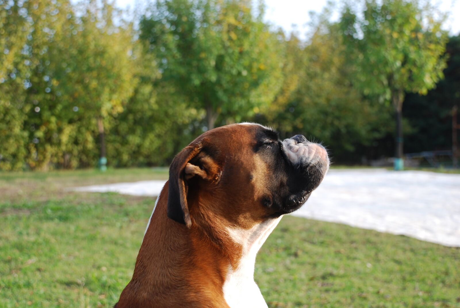 Nikon D40X sample photo. Boxer, dog, relaxation photography