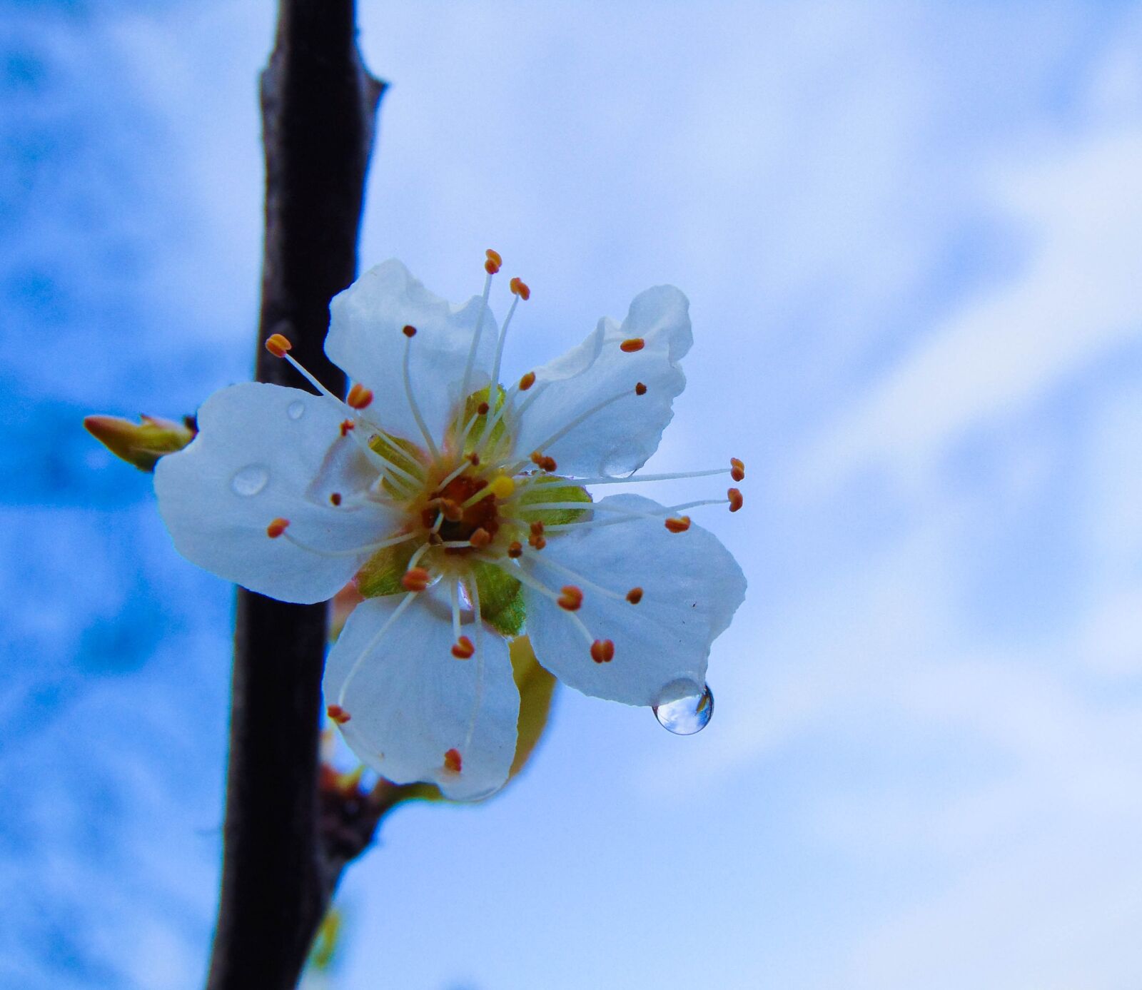 Sony Cyber-shot DSC-H300 sample photo. Flower, tree, branch photography