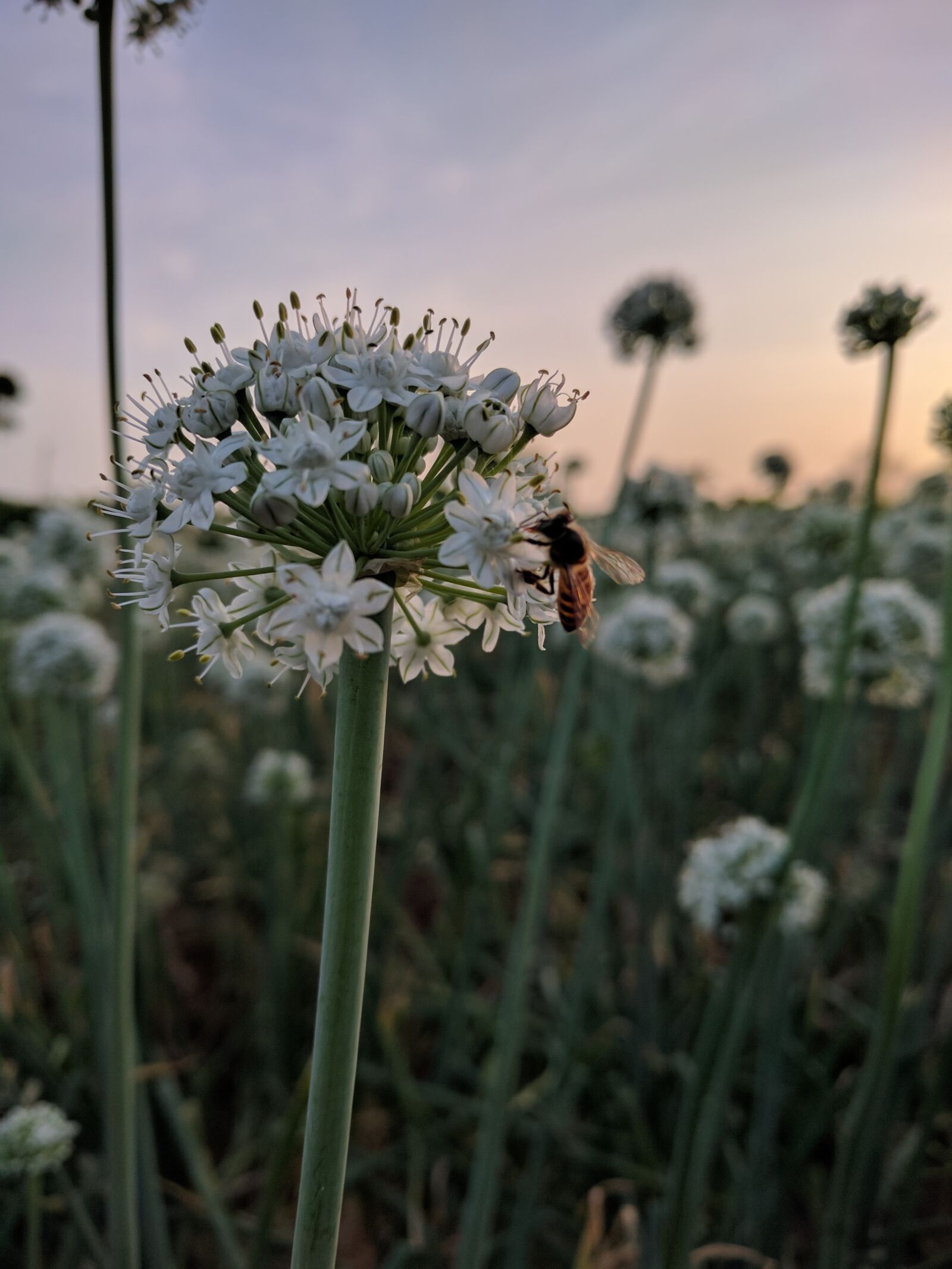 LG Nexus 5X sample photo. Onion, flower, bee photography