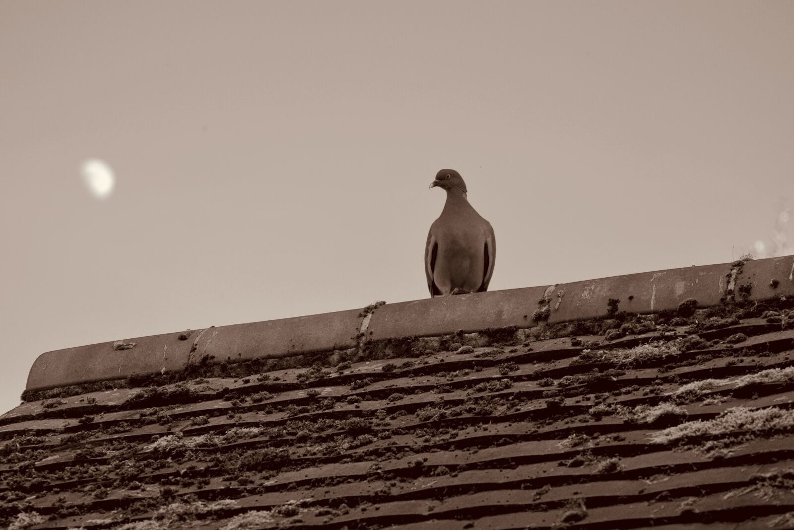 Nikon D3300 sample photo. Pigeon, moon, roof photography