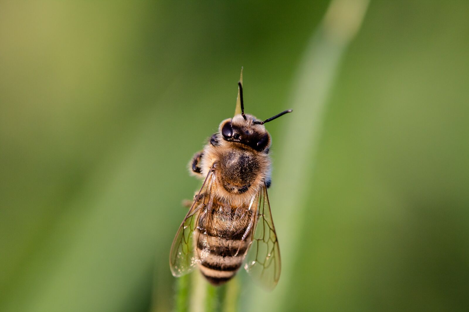 Canon EOS 750D (EOS Rebel T6i / EOS Kiss X8i) sample photo. Hoverfly, bee, syrphidae photography