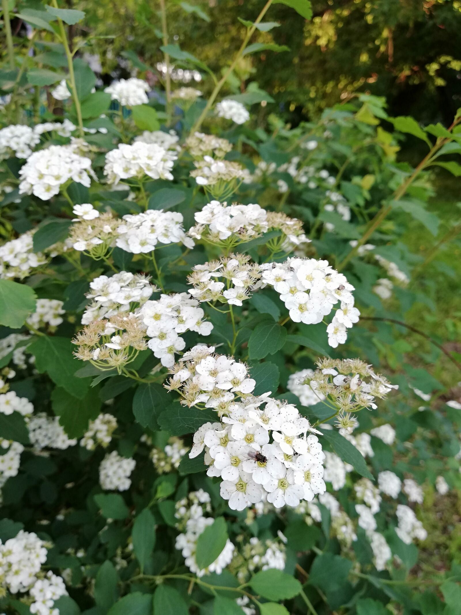 HUAWEI P20 lite sample photo. Spring, bloom, white photography