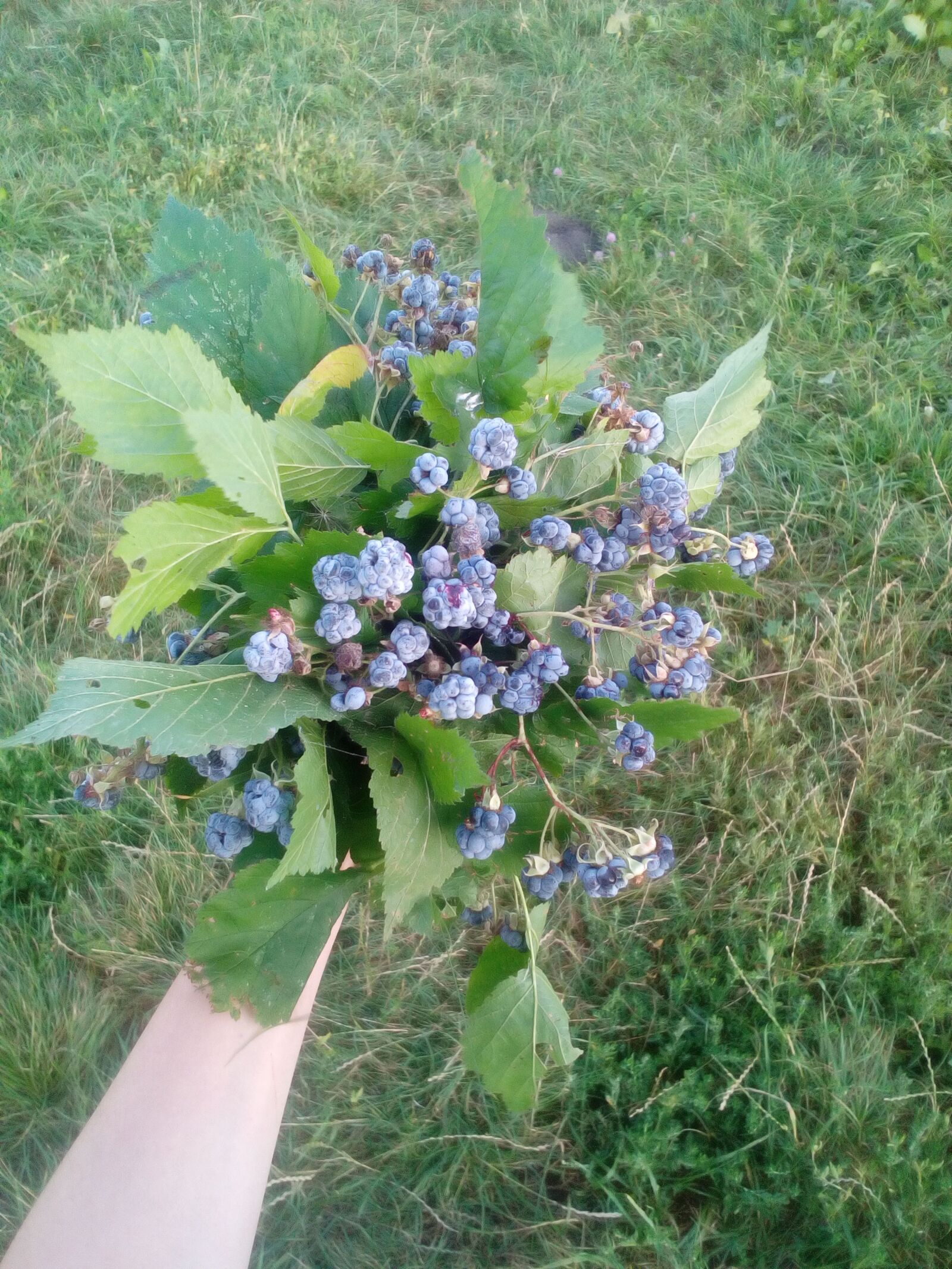 ZTE BLADE L0510 sample photo. Bouquet, berry, nature photography