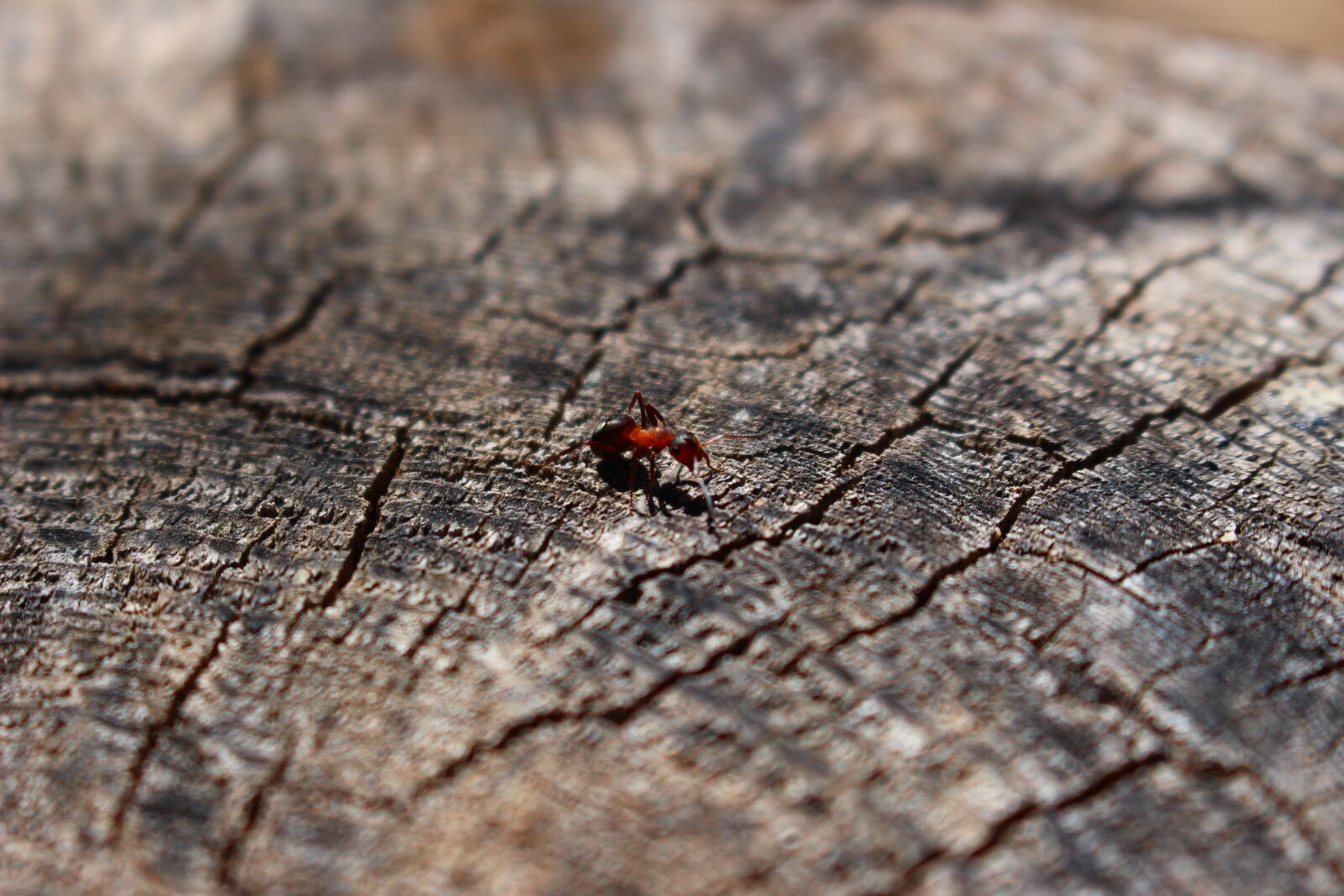 Canon EOS 100D (EOS Rebel SL1 / EOS Kiss X7) sample photo. Wood, ant, tree photography