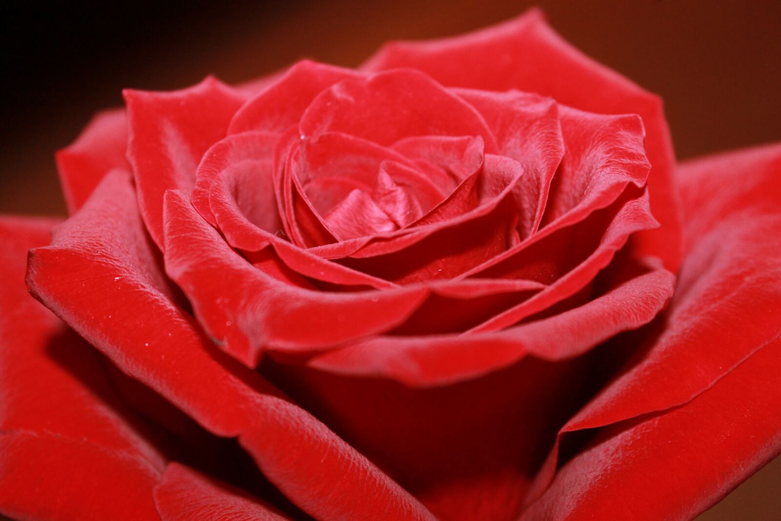 Canon EOS 1100D (EOS Rebel T3 / EOS Kiss X50) sample photo. Rose, red rose, flowers photography