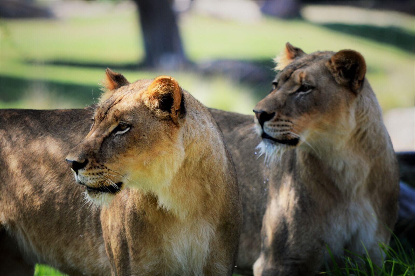 Nikon D3200 sample photo. Lioness, safari park, san photography