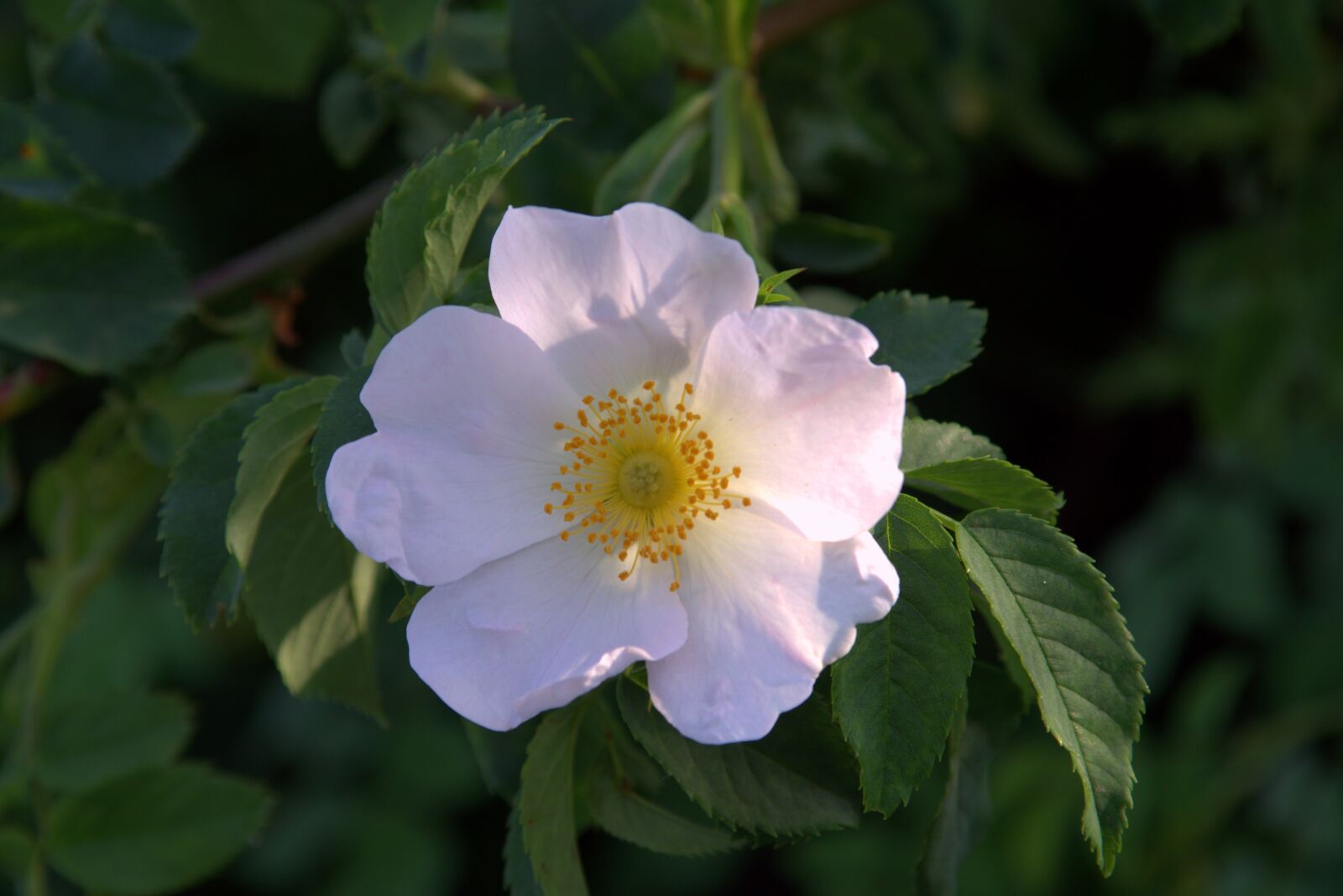 Pentax K-S2 sample photo. Wild rose, flower, flower photography