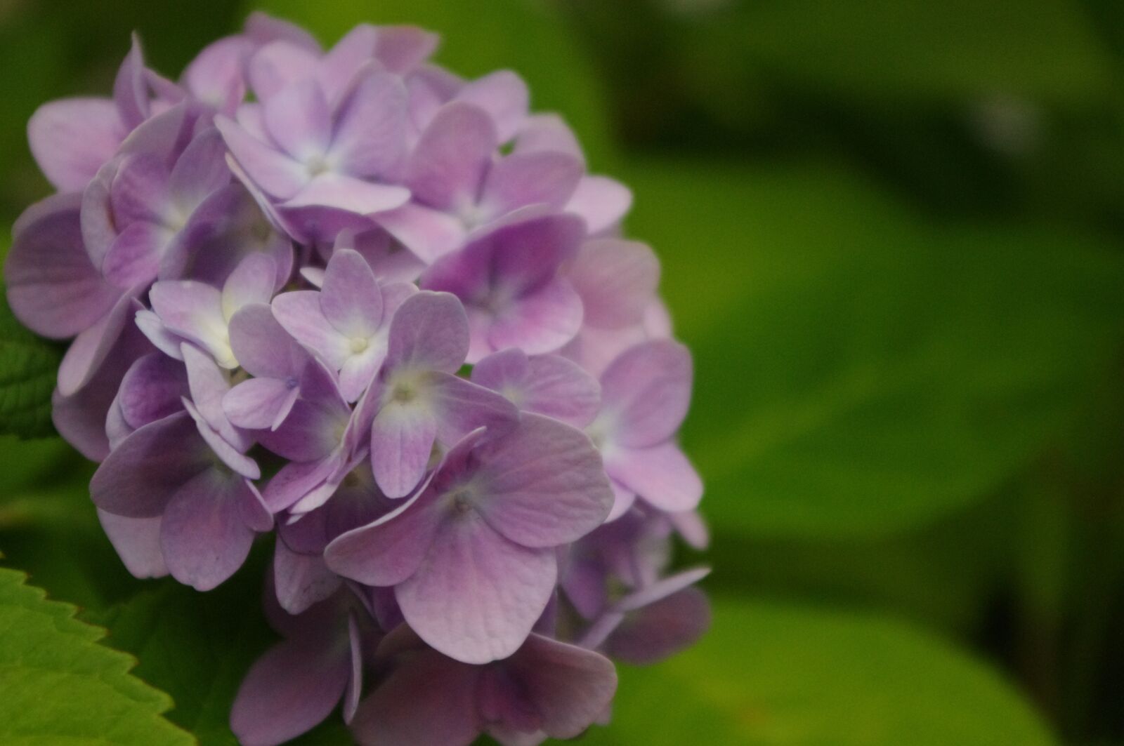 Pentax K-r sample photo. Hydrangea, flower, bloom photography