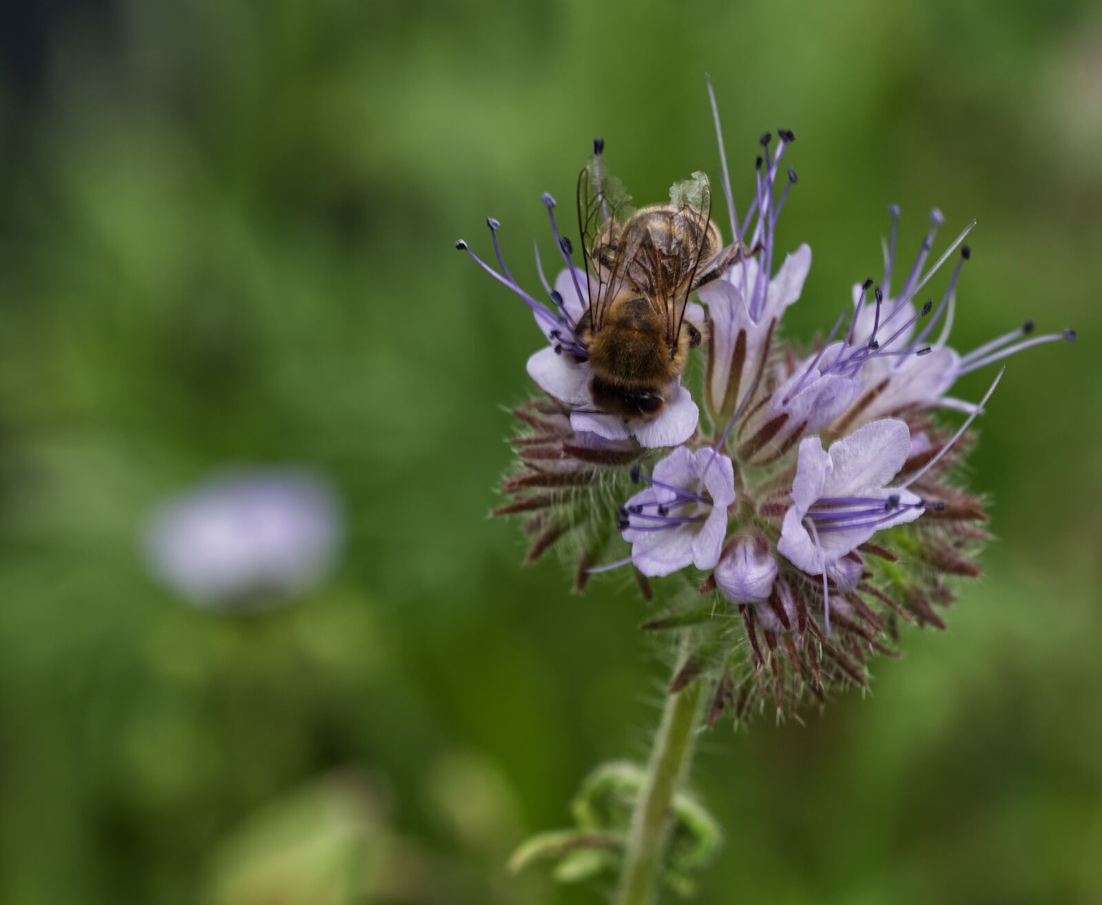 Nikon D5500 sample photo. Purple, flower, blossom photography