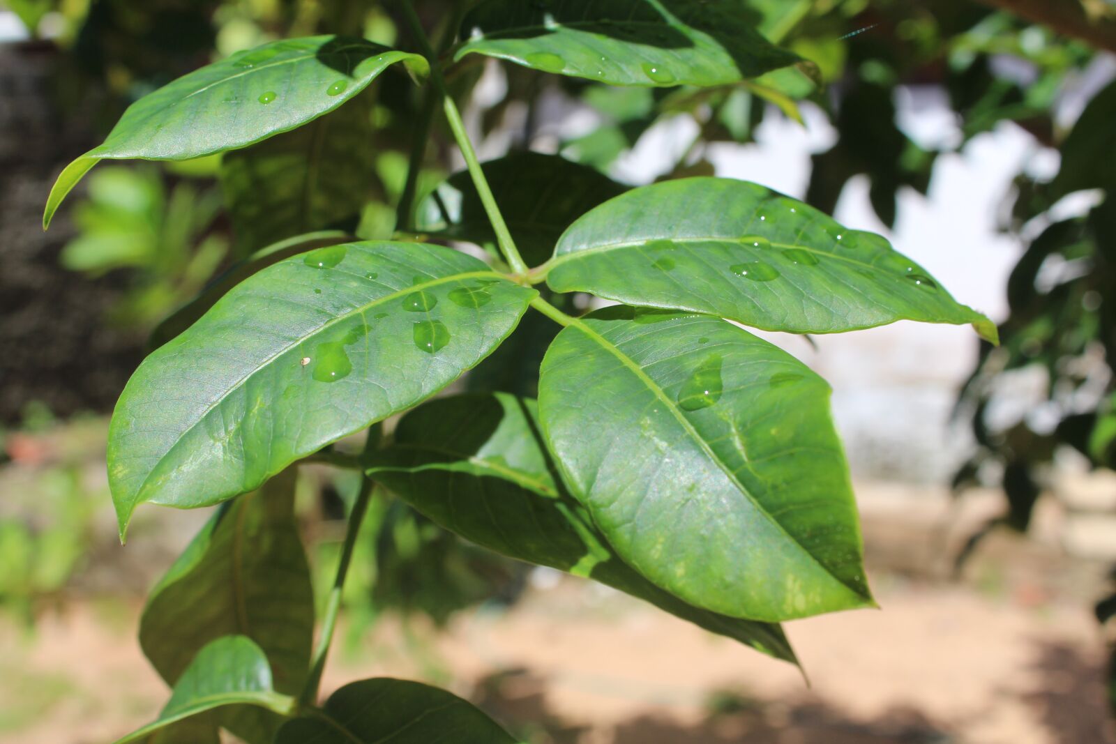 Canon EOS 1300D (EOS Rebel T6 / EOS Kiss X80) sample photo. Drop of water, plant photography