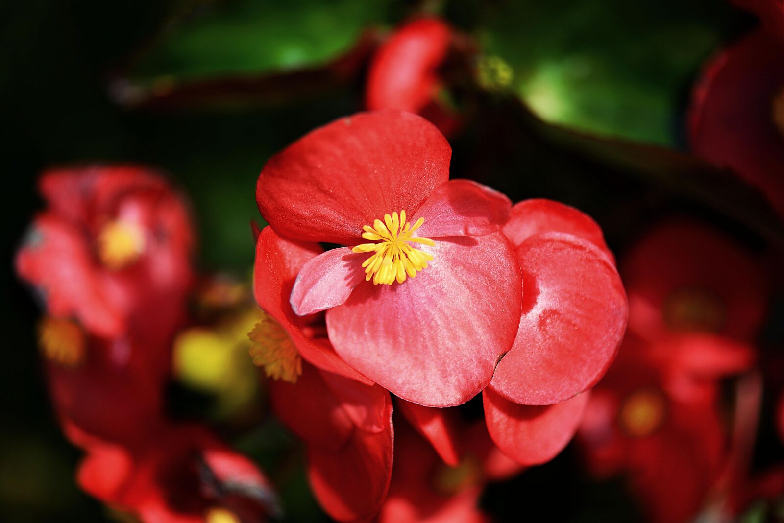 Nikon D610 sample photo. Begonias, blossom, bloom photography