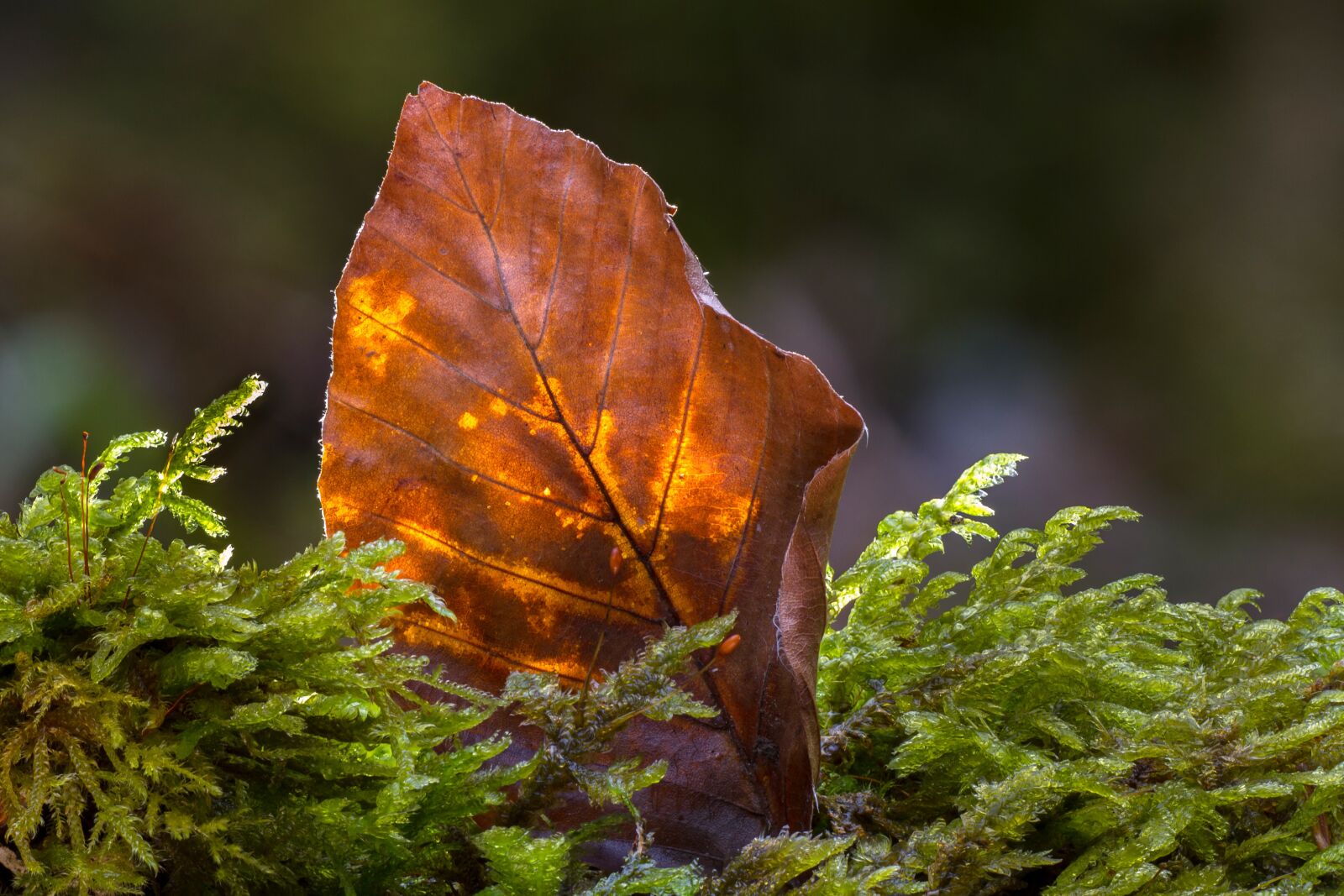 Canon EOS 7D sample photo. Leaf, old leaf, beech photography