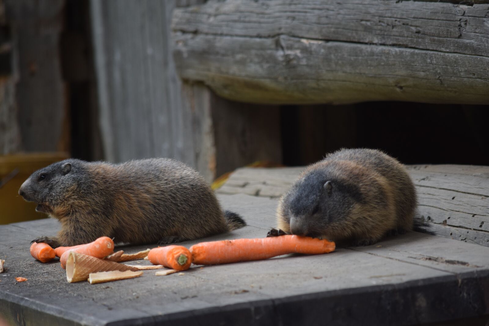 Nikon D5300 sample photo. Marmot, carrots, alpine photography