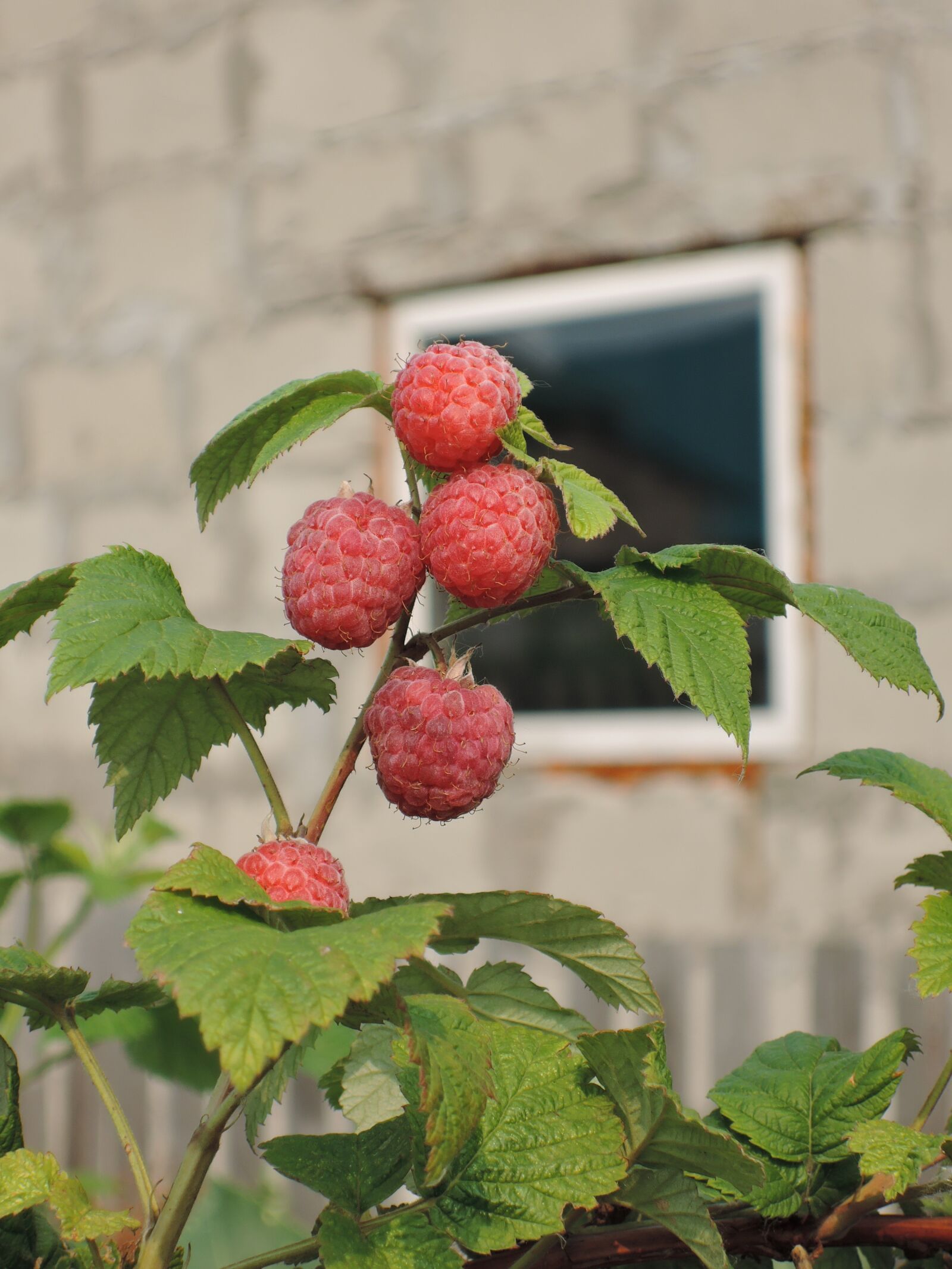 Nikon Coolpix P340 sample photo. Raspberry, berry, vitamins photography