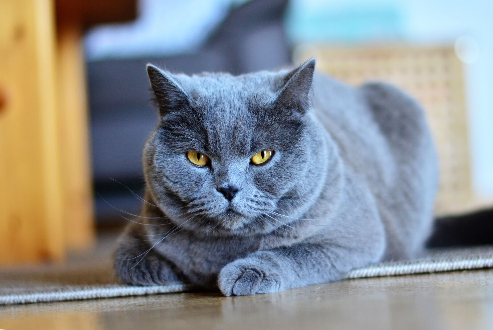 Nikon D5200 sample photo. Chartreux, cat, animal photography