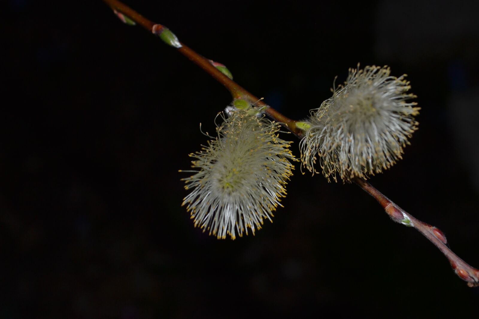 Nikon D3100 sample photo. Flower, willow, spring photography