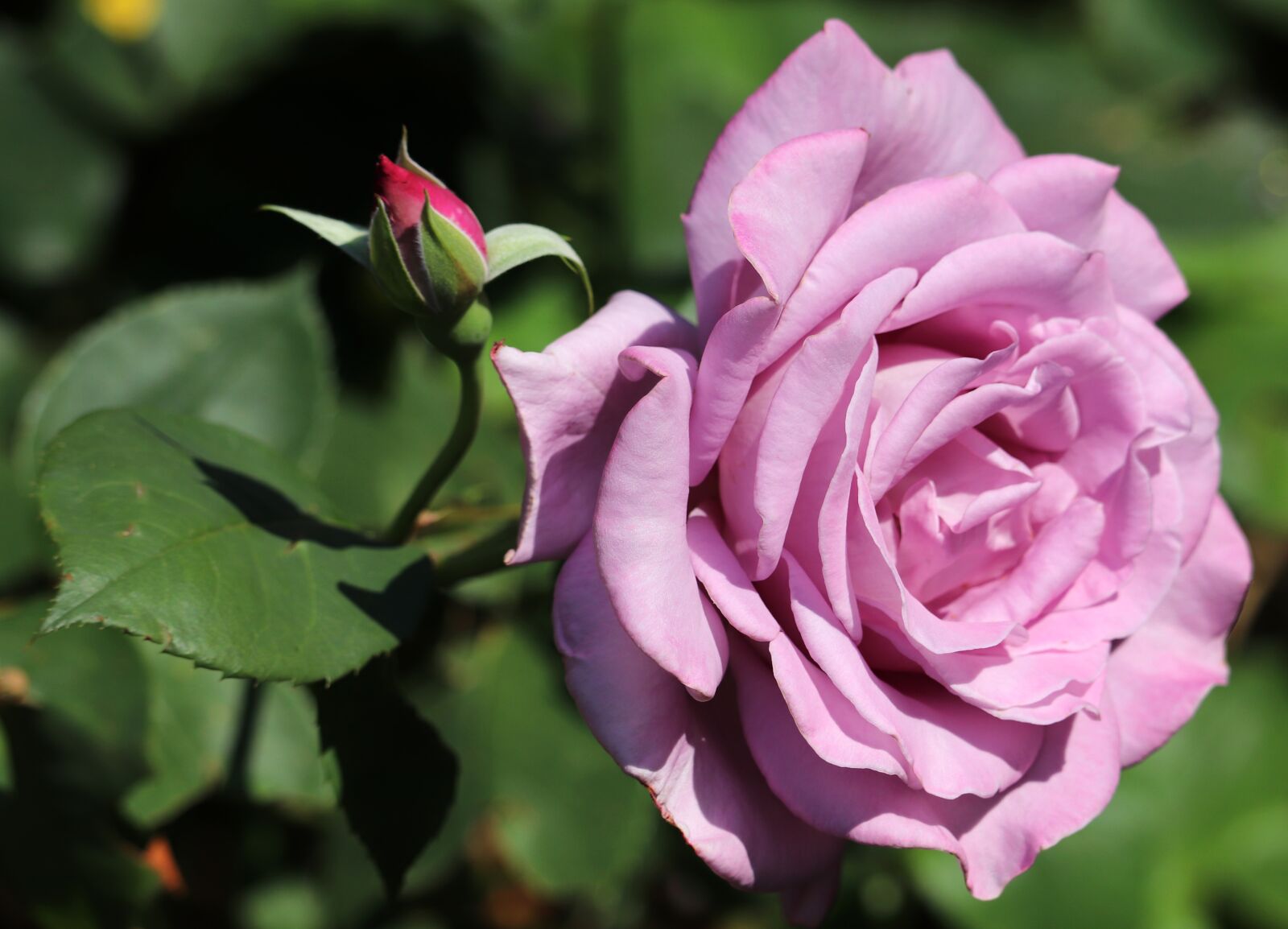 Canon EOS 800D (EOS Rebel T7i / EOS Kiss X9i) sample photo. Flower, mauve, rose photography