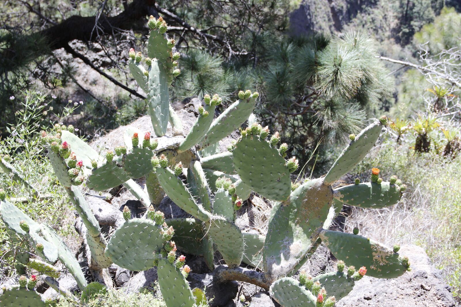 Canon EOS 600D (Rebel EOS T3i / EOS Kiss X5) sample photo. Cactus, out, mexico photography