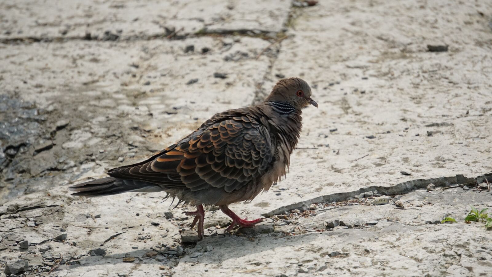Sony a6000 sample photo. Wild dove, pigeon, park photography
