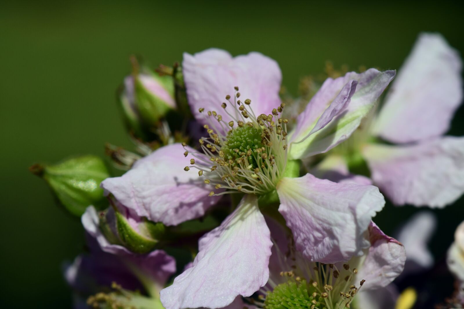 Nikon D3300 sample photo. Blossom, bloom, blackberry photography