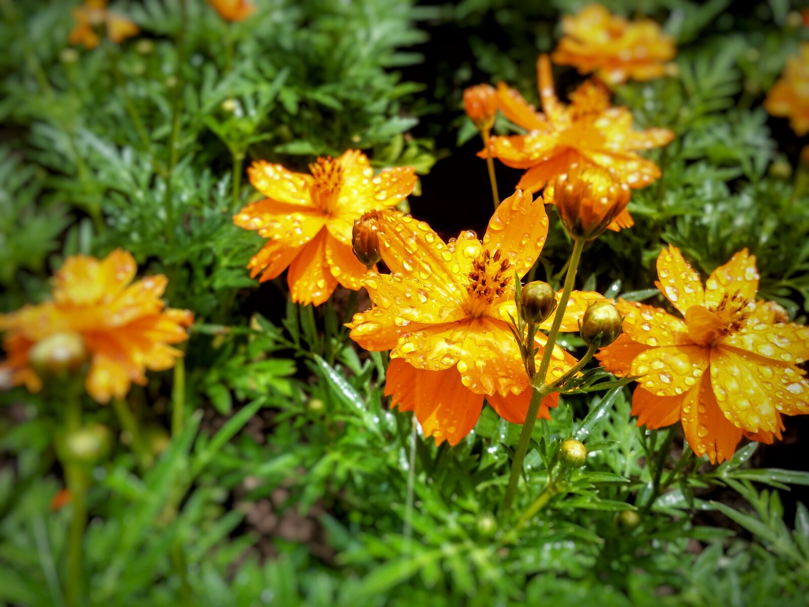 QCOM-AA QCAM-AA sample photo. Flower, gold, neck photography