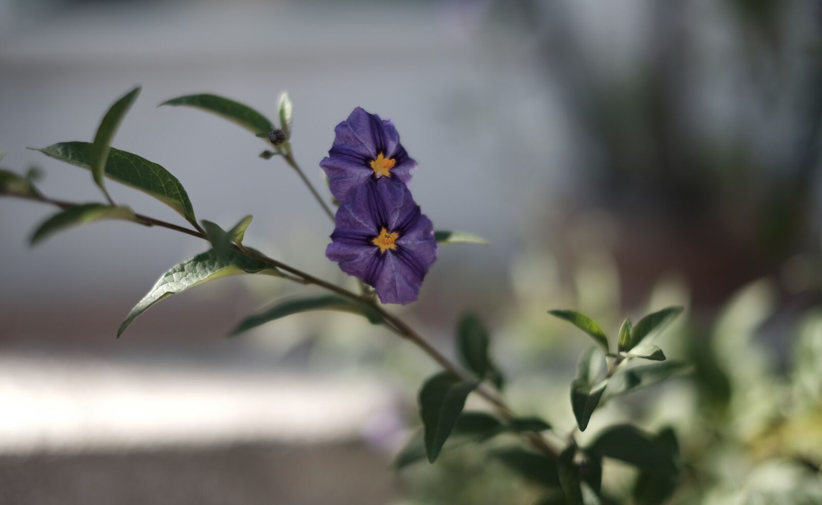 Fujifilm XF 35mm F1.4 R sample photo. Flower, purple, bloom photography