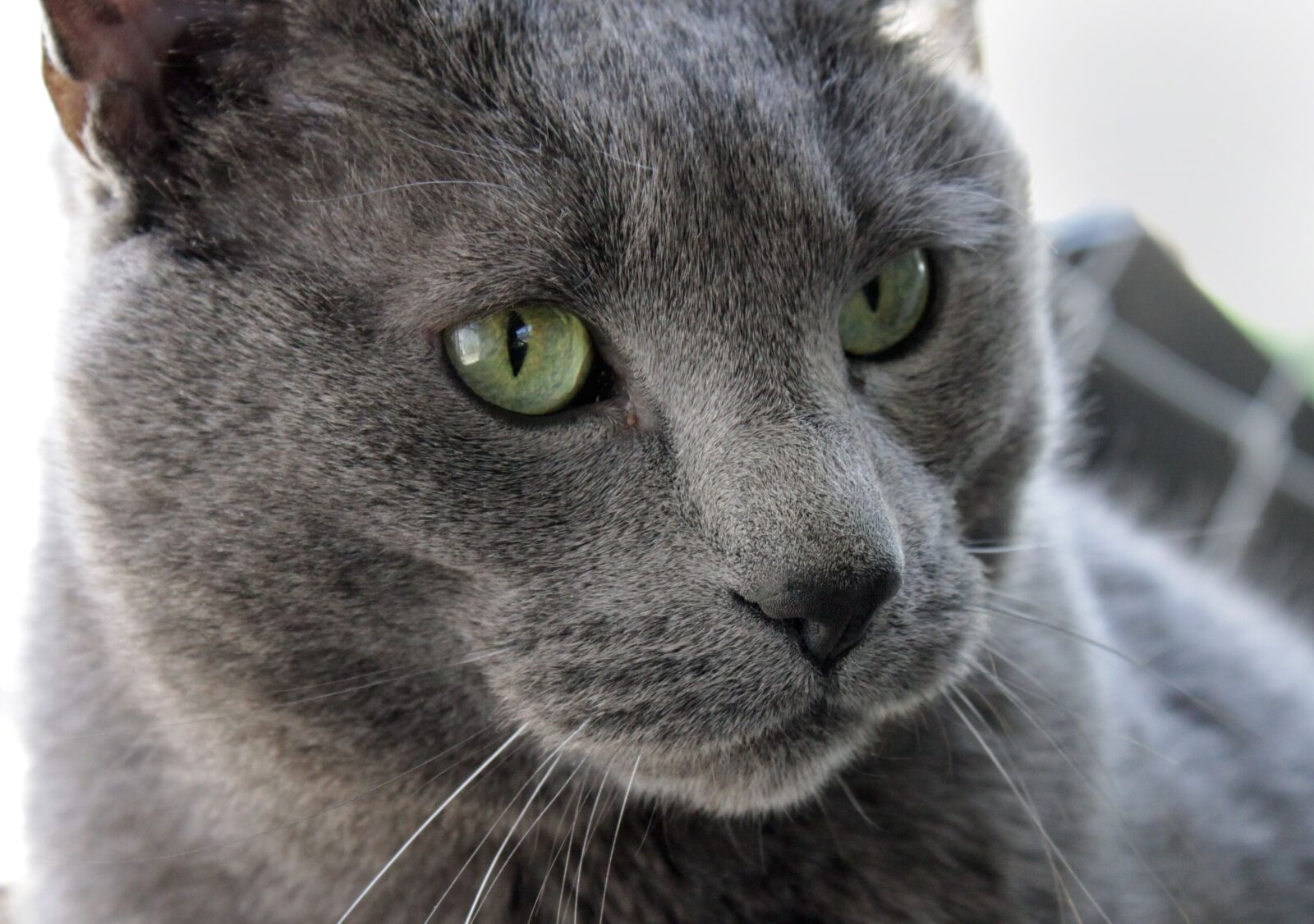 Canon EOS 500D (EOS Rebel T1i / EOS Kiss X3) sample photo. Cat, pet, male photography