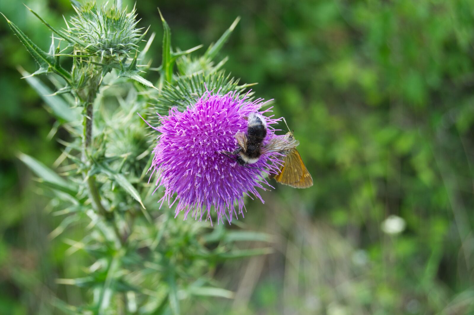 Nikon D3100 sample photo. Bug, france, thistle photography