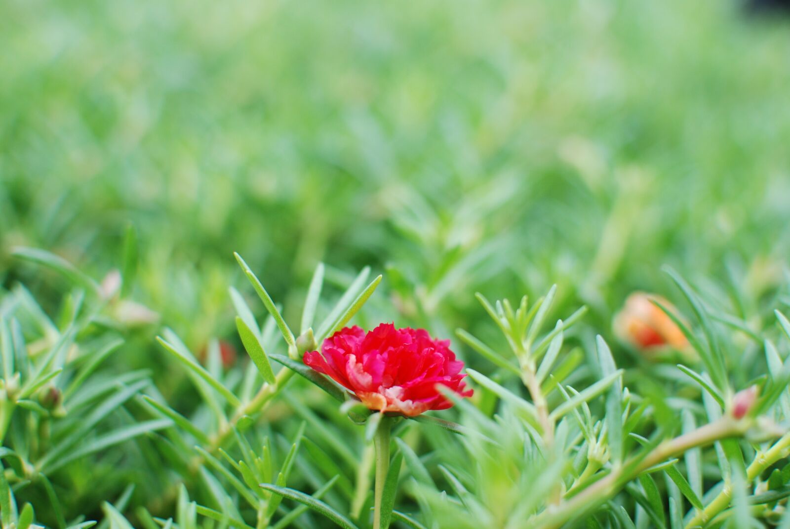 Nikon D80 sample photo. Flower, wildflowers, grass photography