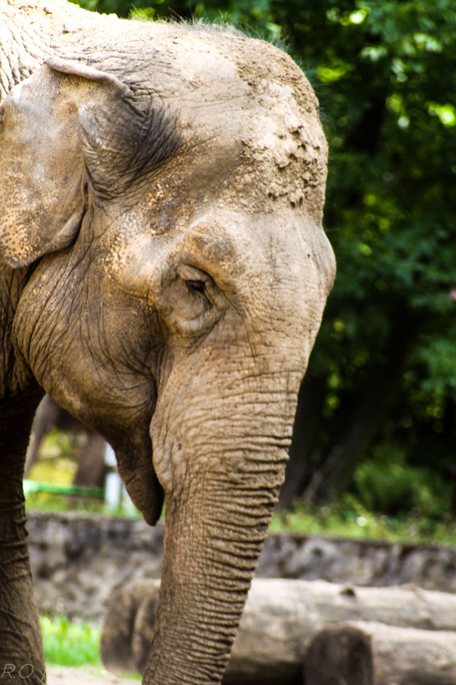 Canon EOS 500D (EOS Rebel T1i / EOS Kiss X3) sample photo. Elephant, zoo, animals photography